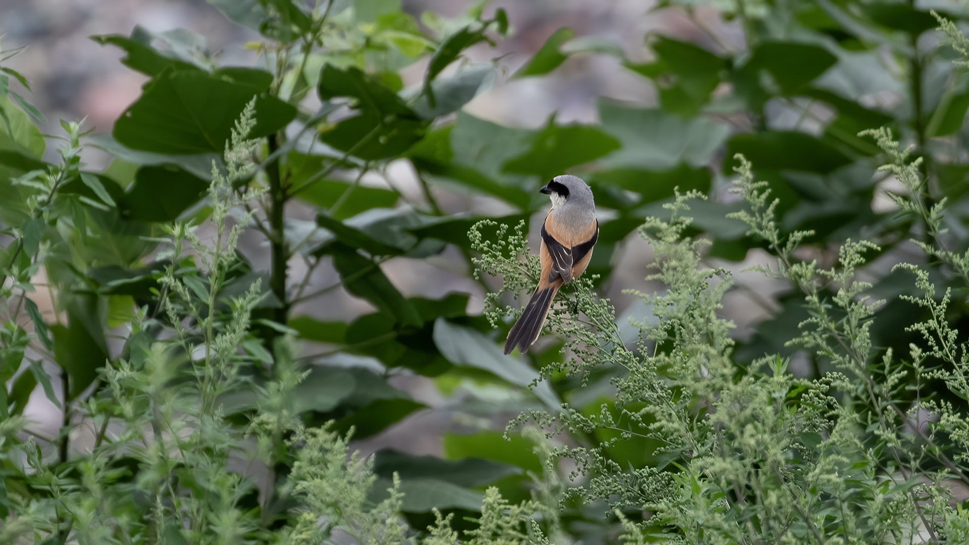 Long-tailed Shrike